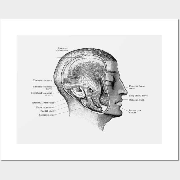 Face Muscular Diagram - Vintage Anatomy Wall Art by Vintage Anatomy Prints